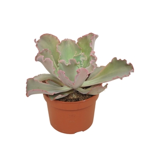 Echeveria