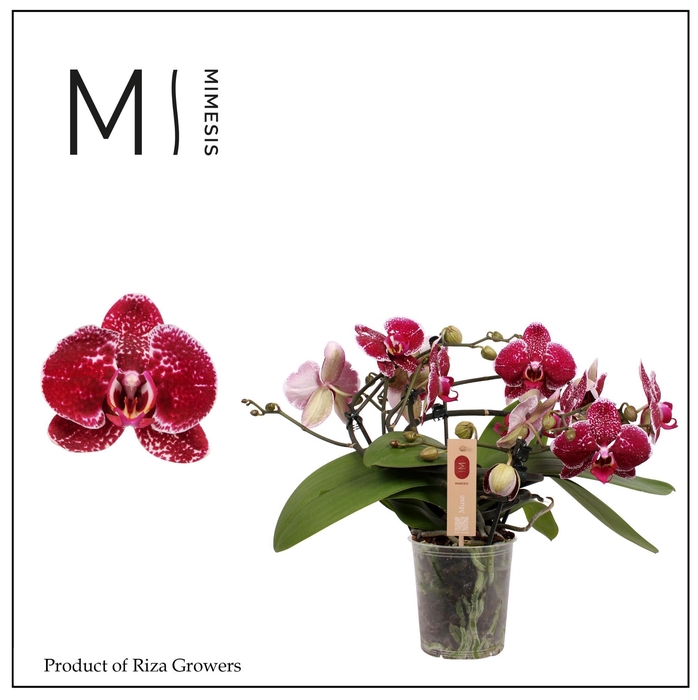 <h4>Phalaenopsis Muse Red 25+ - 12cm | Mimesis</h4>