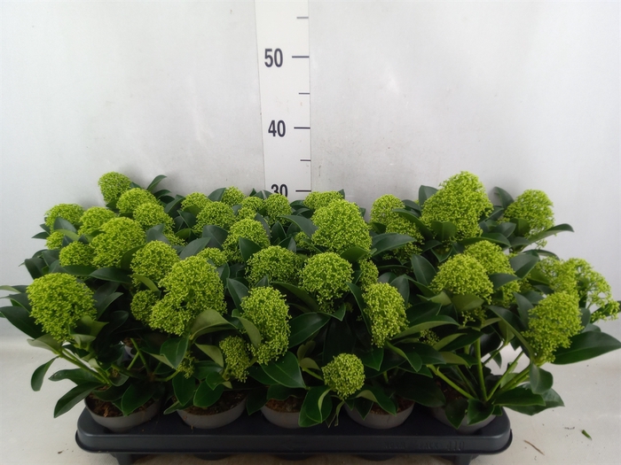 Skimmia jap. 'White Globe'