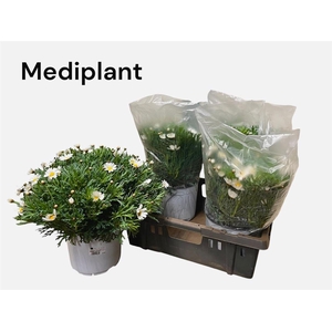 Argyranthemum frutescens overig