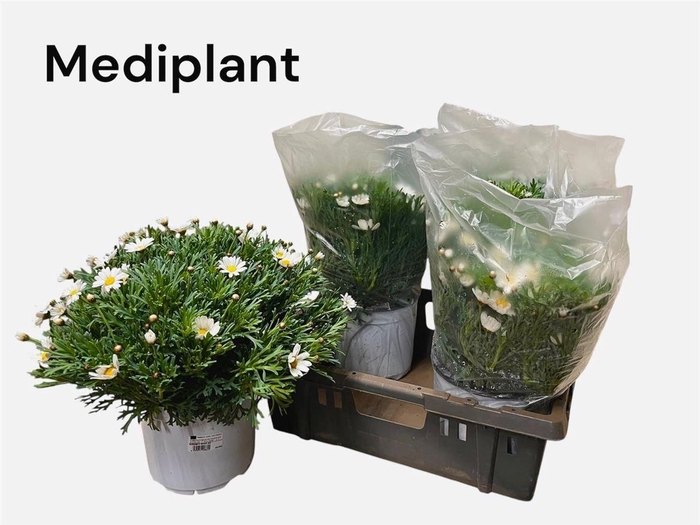 <h4>Argyranthemum frutescens overig</h4>