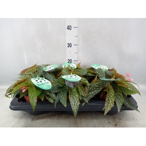 Begonia BD 'Double Dot'