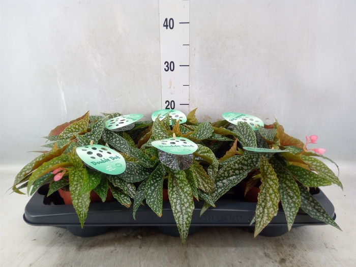 Begonia BD 'Double Dot'