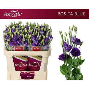 EUS G ROSI BLUE