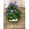 Platycodon Blue