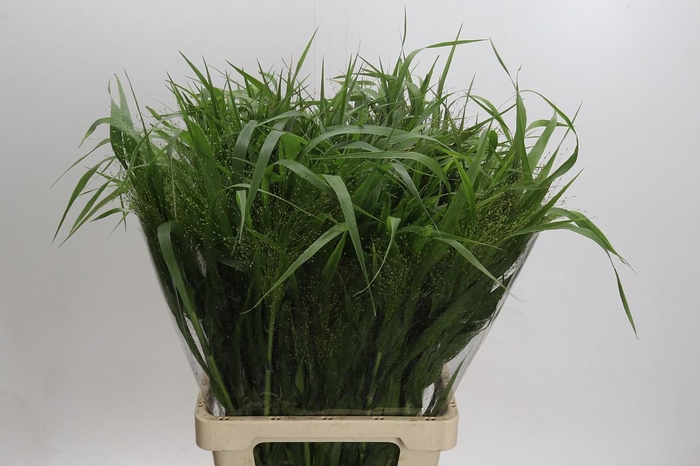 <h4>Panicum Fountain</h4>