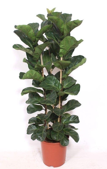 <h4>Ficus lyrata bambino 3 per pot</h4>