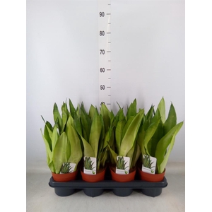 Sansevieria trifa. 'Moonshine'