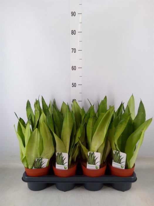 <h4>Sansevieria trifa. 'Moonshine'</h4>