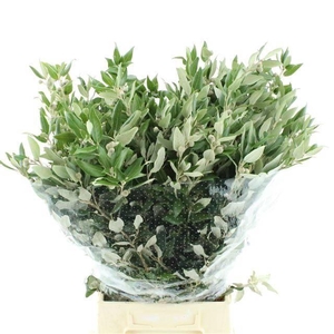 QUERC OV BS FRANSE EIK P.BOS