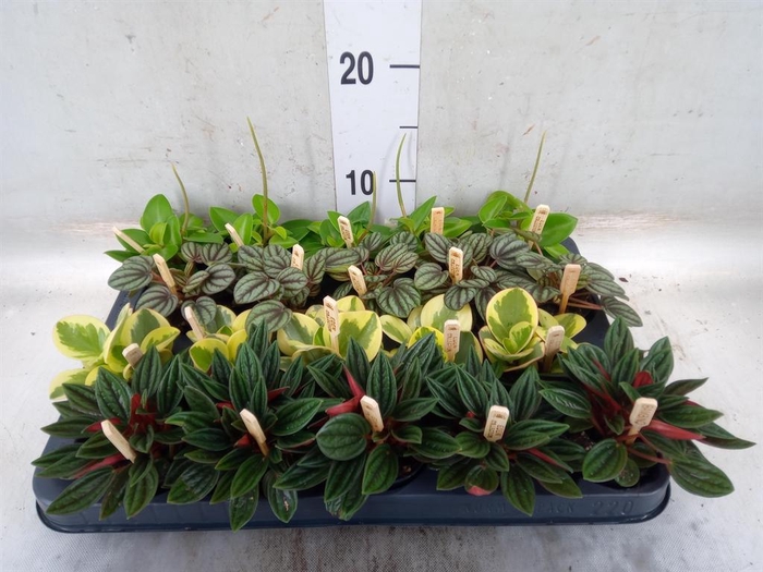 <h4>Peperomia   ...mix</h4>