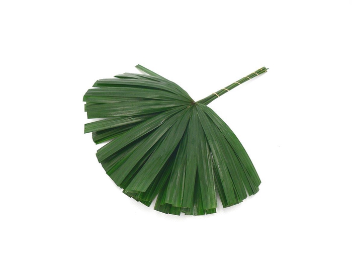 <h4>Raphis Cutted (x50)</h4>