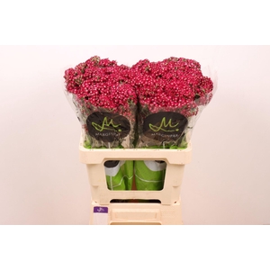 ACHILLEA  'NEONGLOW EMBER'