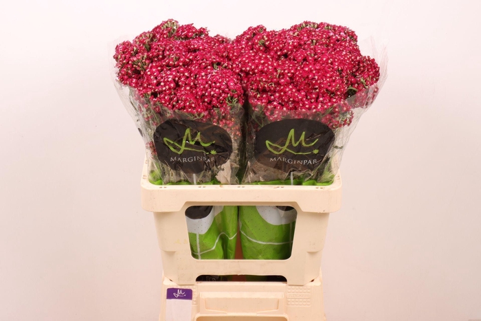 <h4>ACHILLEA  'NEONGLOW EMBER'</h4>