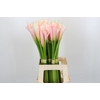 Zantedeschia Eydolls Salmon