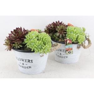 arr4 Semp JS - Zink emmer oor flower x5
