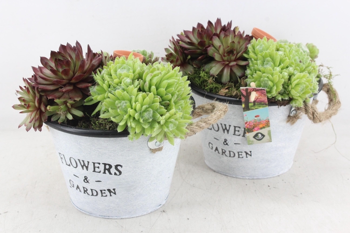 <h4>arr4 Semp JS - Zink emmer oor flower x5</h4>