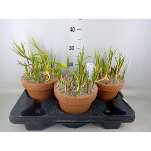 Fritillaria meleagris