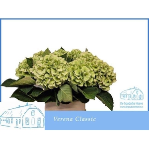 HYDR M CH VERENA CL