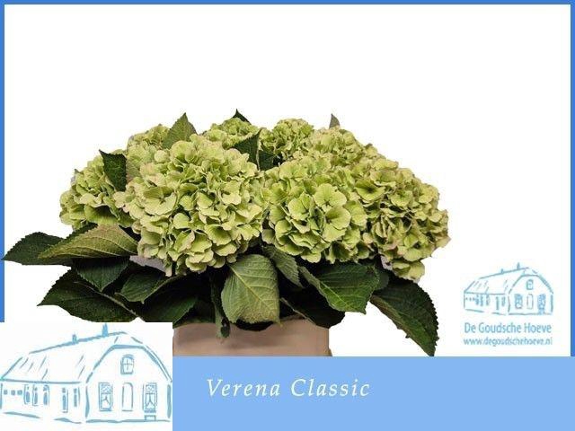 <h4>HYDR M CH VERENA CL</h4>
