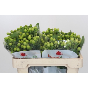 Hypericum Green Power