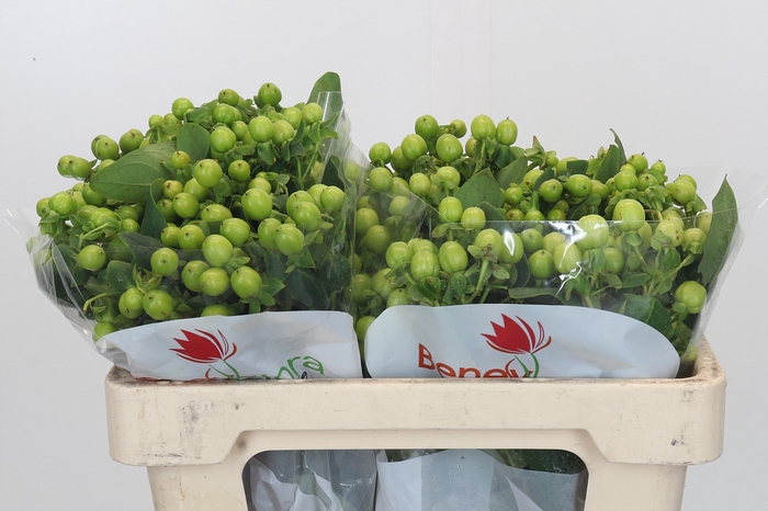 Hypericum Green Power