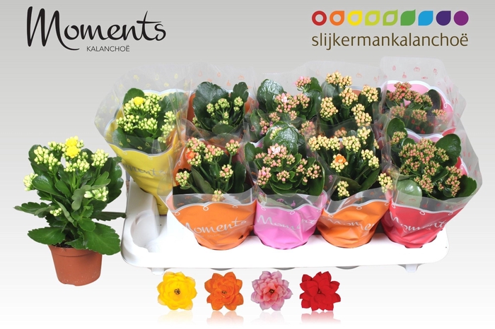 <h4>KAL GE GEM 4 KL</h4>