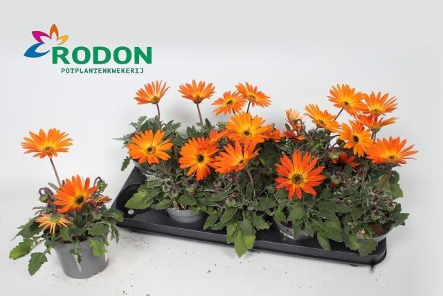 <h4>ARCTOTIS OP FIRE</h4>