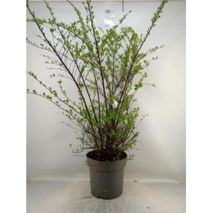 Spiraea nipponica 'Snowmound'