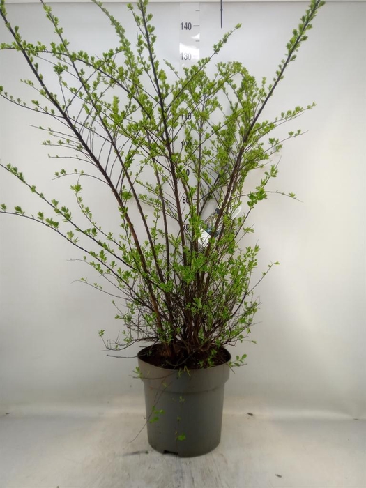 <h4>Spiraea nipponica 'Snowmound'</h4>