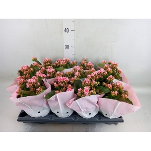 Kalanchoe blos.   ..rosebud