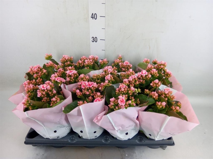 <h4>Kalanchoe blos.   ..rosebud</h4>