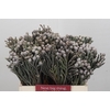 Kaaps Groen Silver Brunia