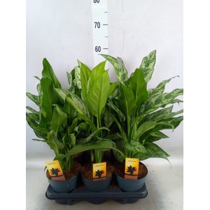 Aglaonema   ...mix