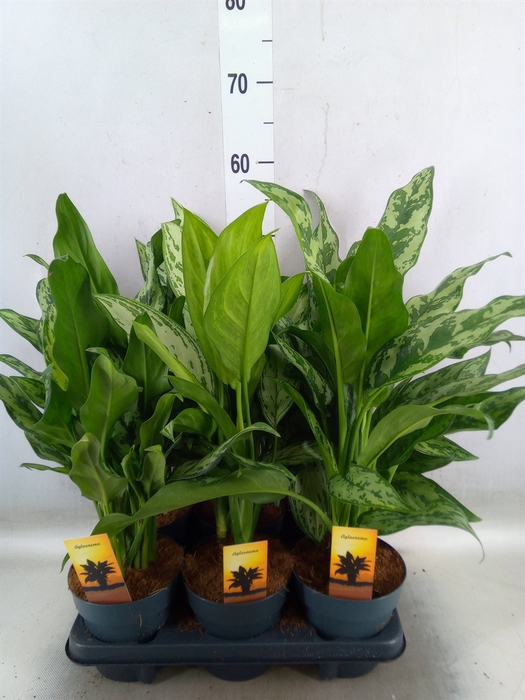 <h4>Aglaonema   ...mix</h4>