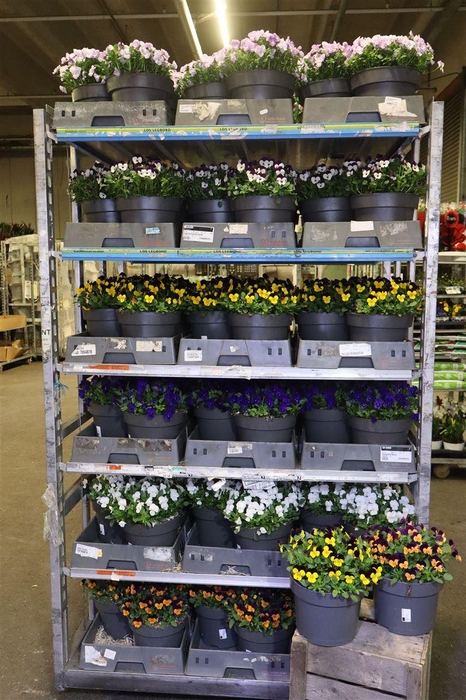 <h4>Vio Co Mixk 6kl 1 Kleur Per Fust</h4>