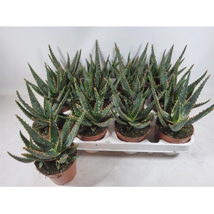 Aloe Spectabilis (Cites) 8,5Ø 12cm