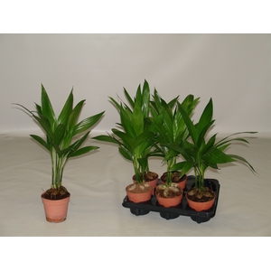 Areca Catechu 12 cm