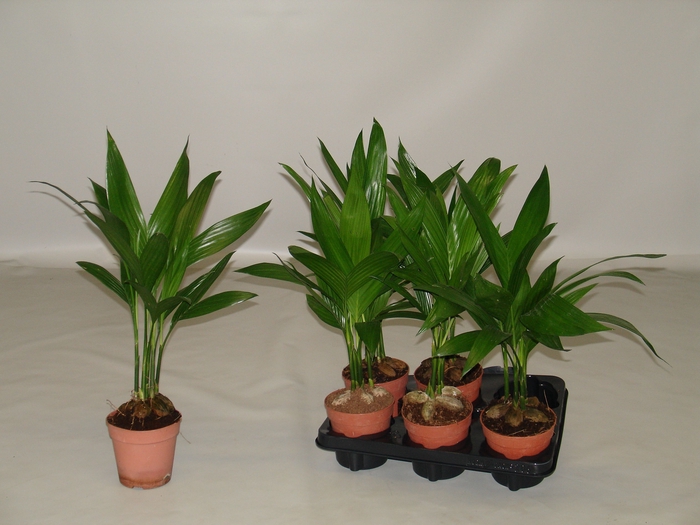 <h4>Areca Catechu 12 cm</h4>