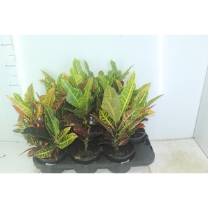 CROTON HIB VARIADO P15