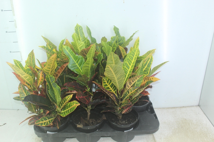 <h4>CROTON HIB VARIADO P15</h4>