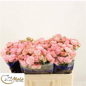 R Tr Madam Bombastic