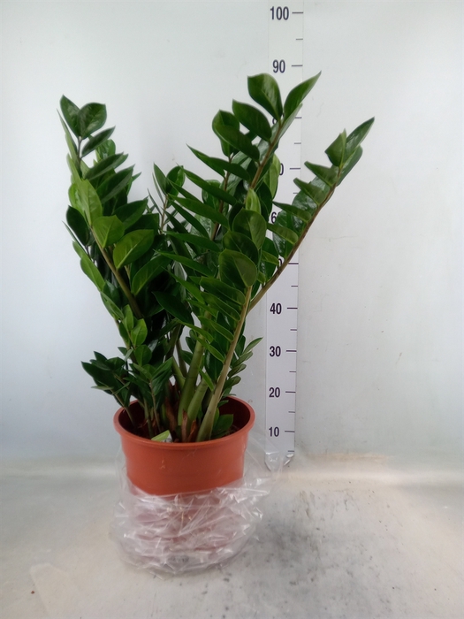 <h4>Zamioculcas zamiifolia</h4>