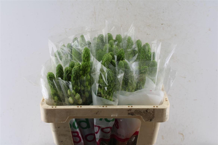 <h4>Ornithogalum Thy Milky Way White</h4>