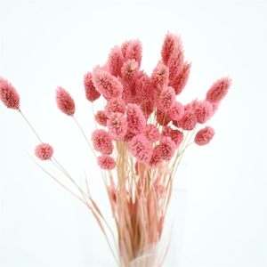 Dried Phalaris Light Cerise