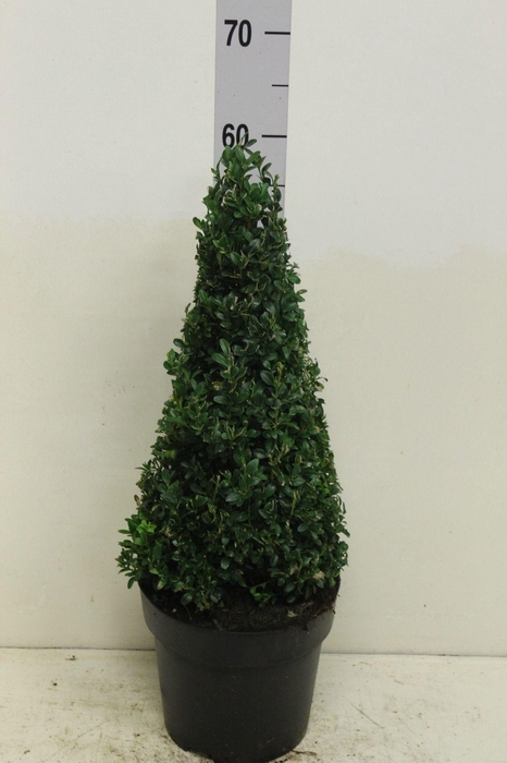 <h4>Buxus sempervirens pyramide P21 (potgekweekt)</h4>