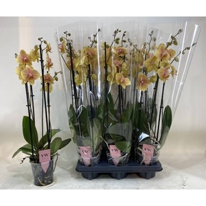 PHAL OV ORANJE