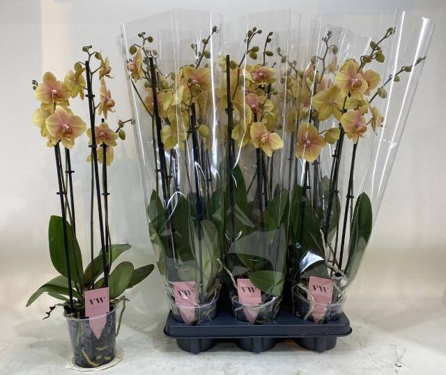 <h4>PHAL OV ORANJE</h4>