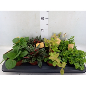 Peperomia   ...mix