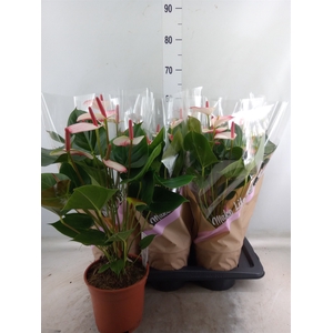 Anthurium  'Pr. Amalia Elegance'